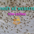 Thiết kế website Tôm giống